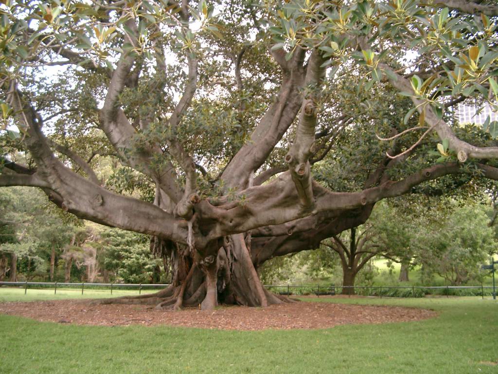 Moreton Bay Fig At Vaucluse House Sydney Photo D Arbre Arbre Plante